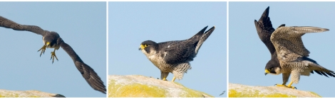 falconperegrinocollage
