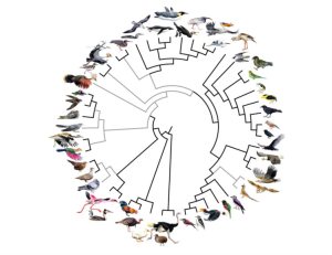 foto genomas espécies aves