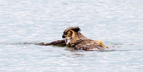 Owl-escapes-falcons-by-hiding-in-the-water-also-does-a-majestic-butterfly-stroke2-990x500